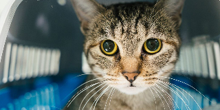 Lancia il gatto dal balcone di casa, denunciata per maltrattamento animali